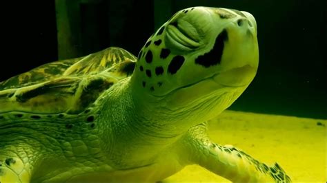 茅山法術學習 烏龜壽命